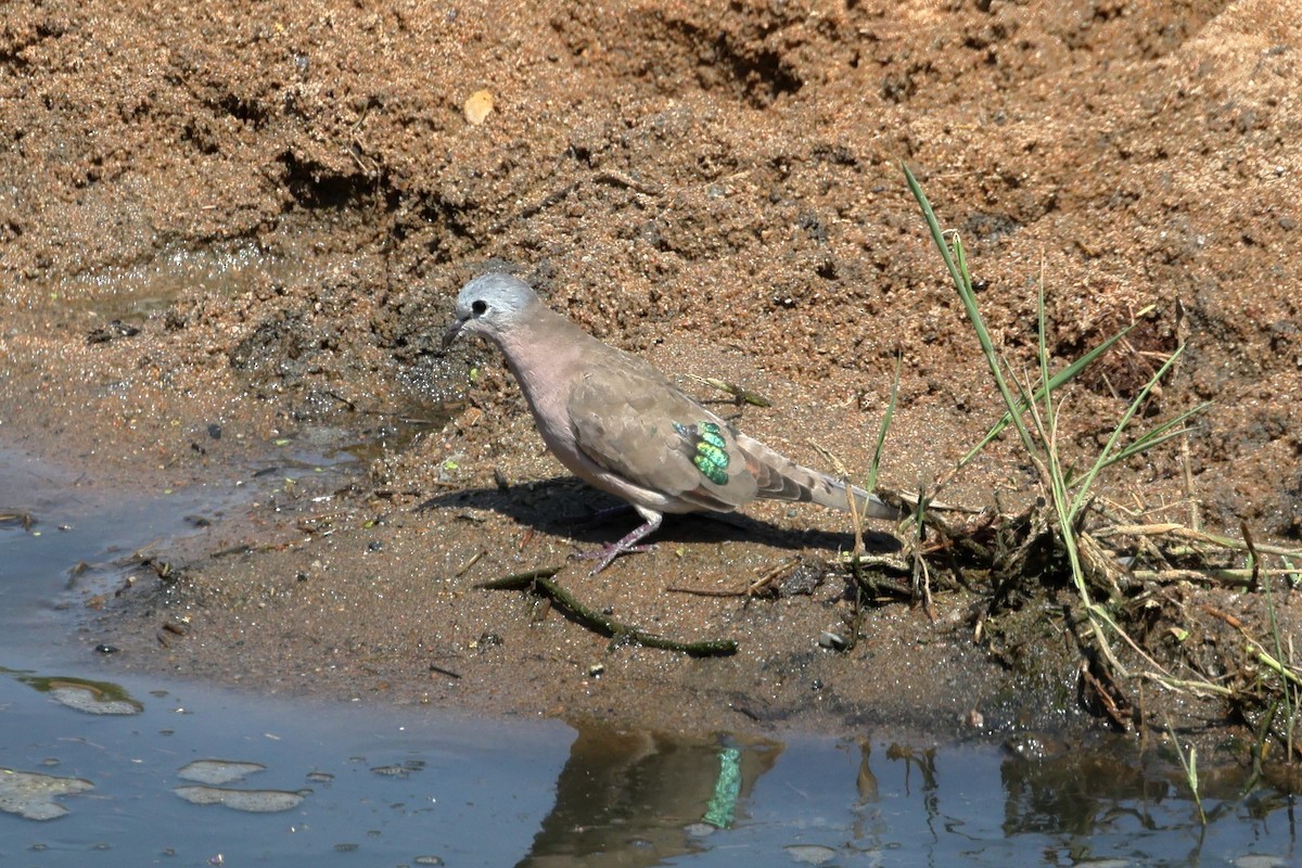 Emerald-spotted Wood-Dove - ML628010587