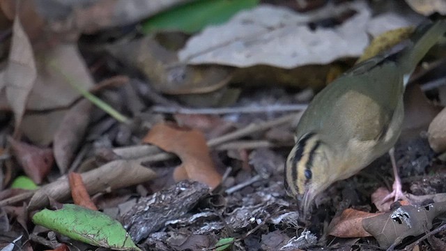Worm-eating Warbler - ML628010604