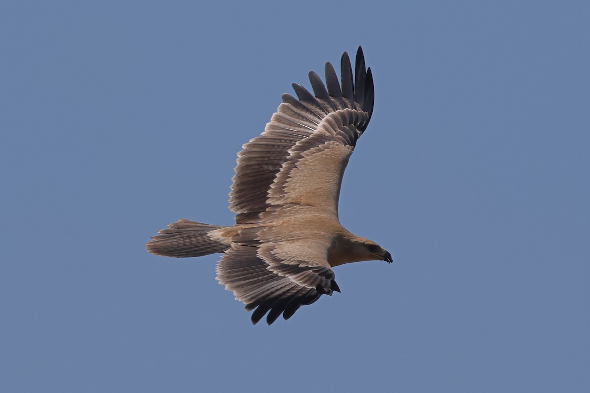 Tawny Eagle - ML628010606