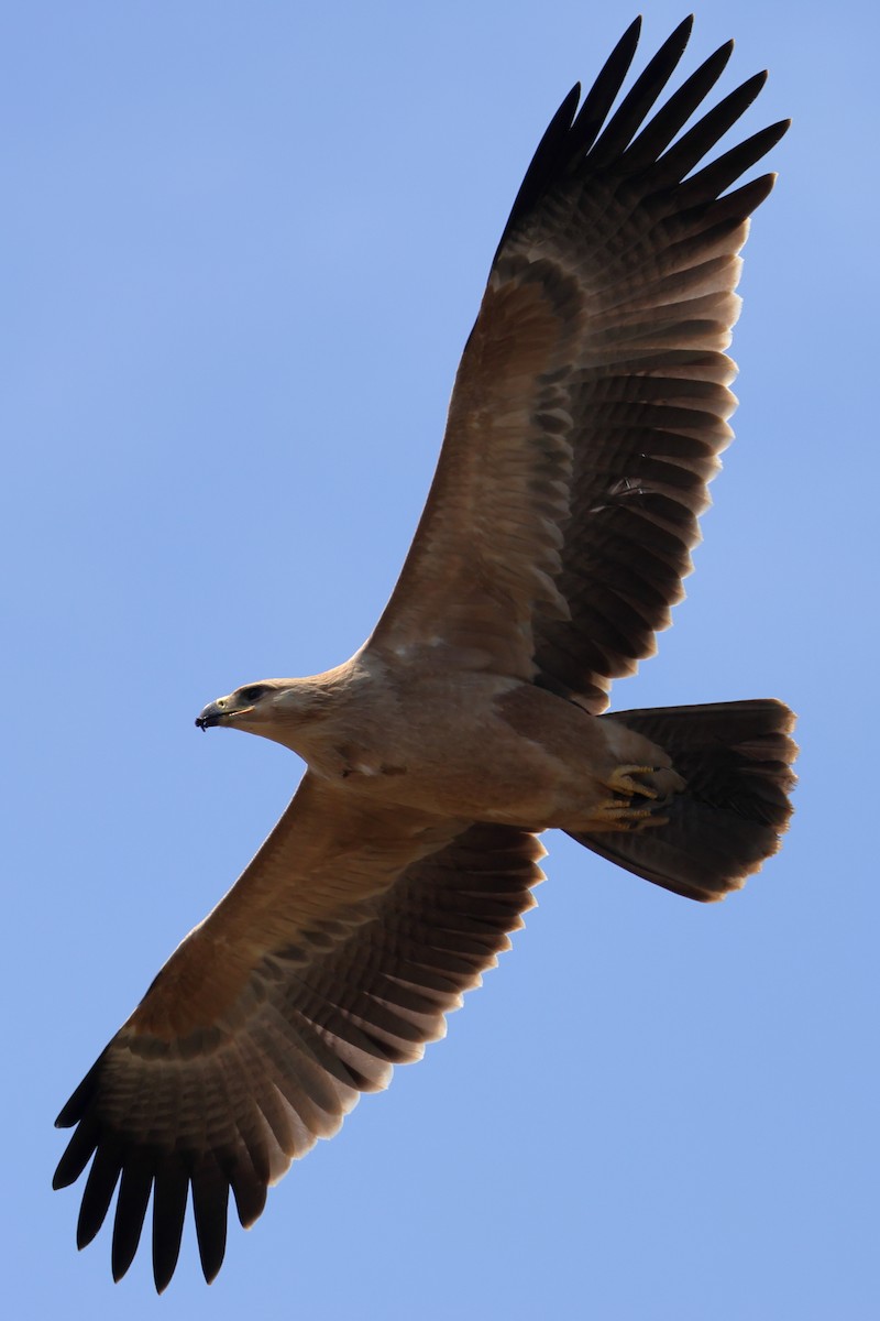 Tawny Eagle - ML628010608