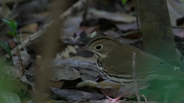 Ovenbird - ML628010613