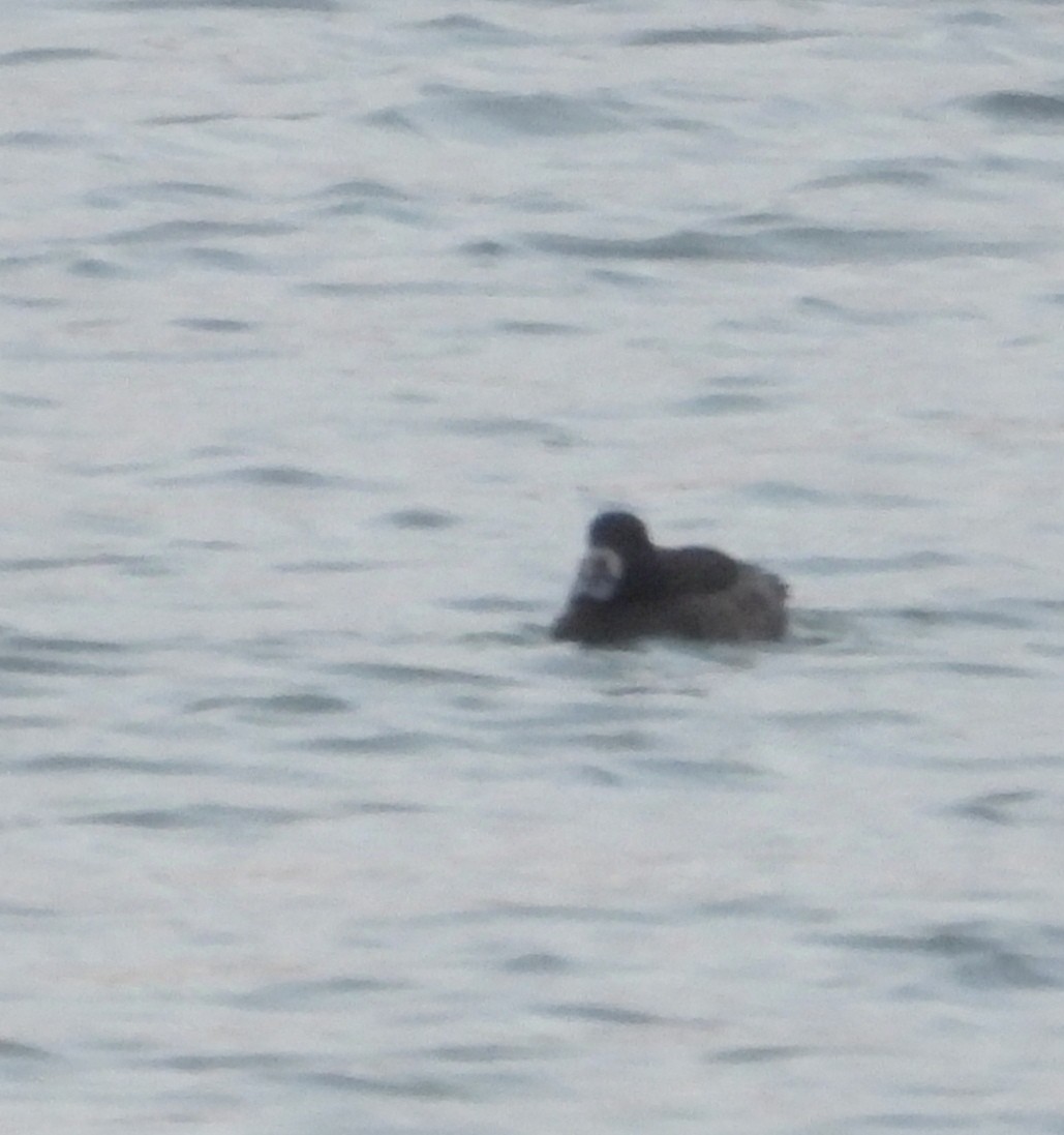 Greater Scaup - ML628010620