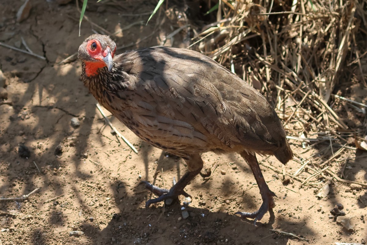 Swainson's Spurfowl - ML628010637