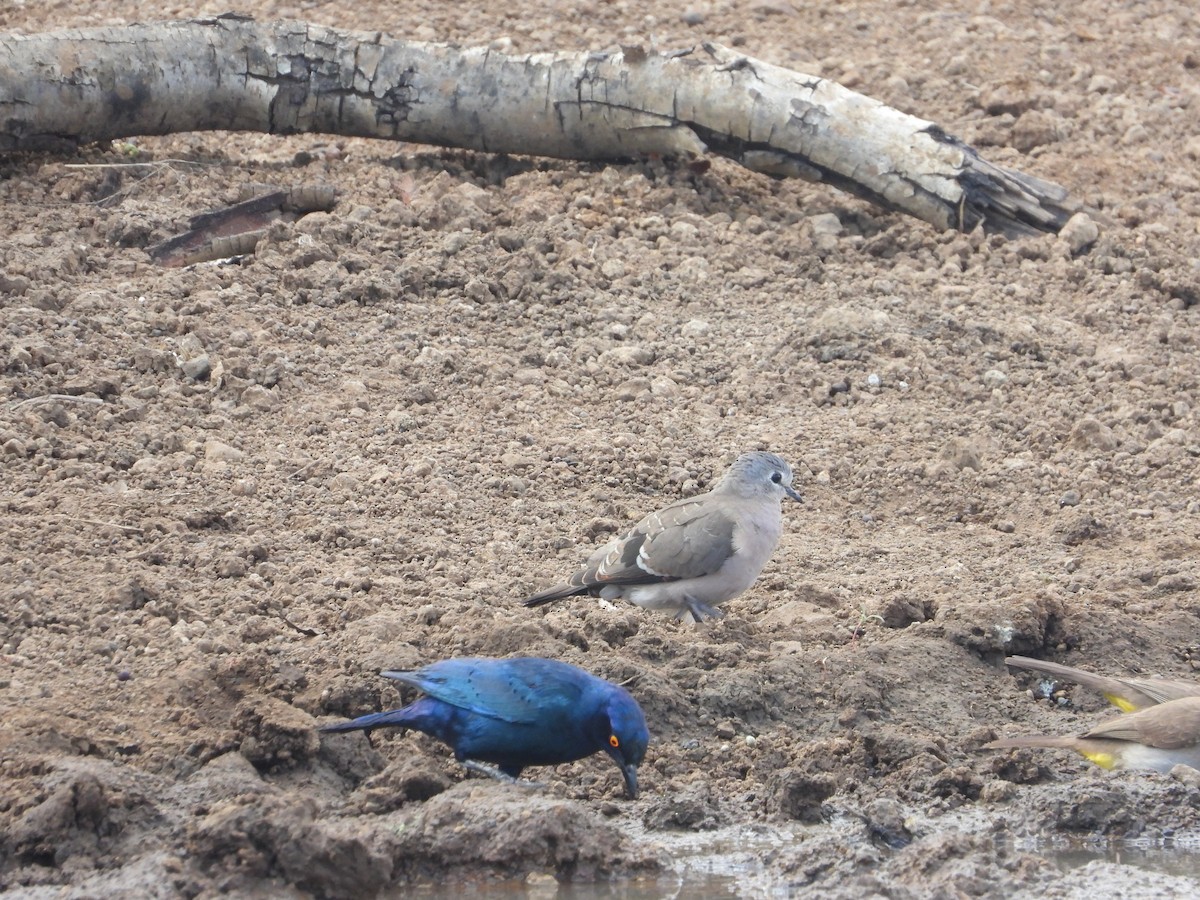 Emerald-spotted Wood-Dove - ML628010641