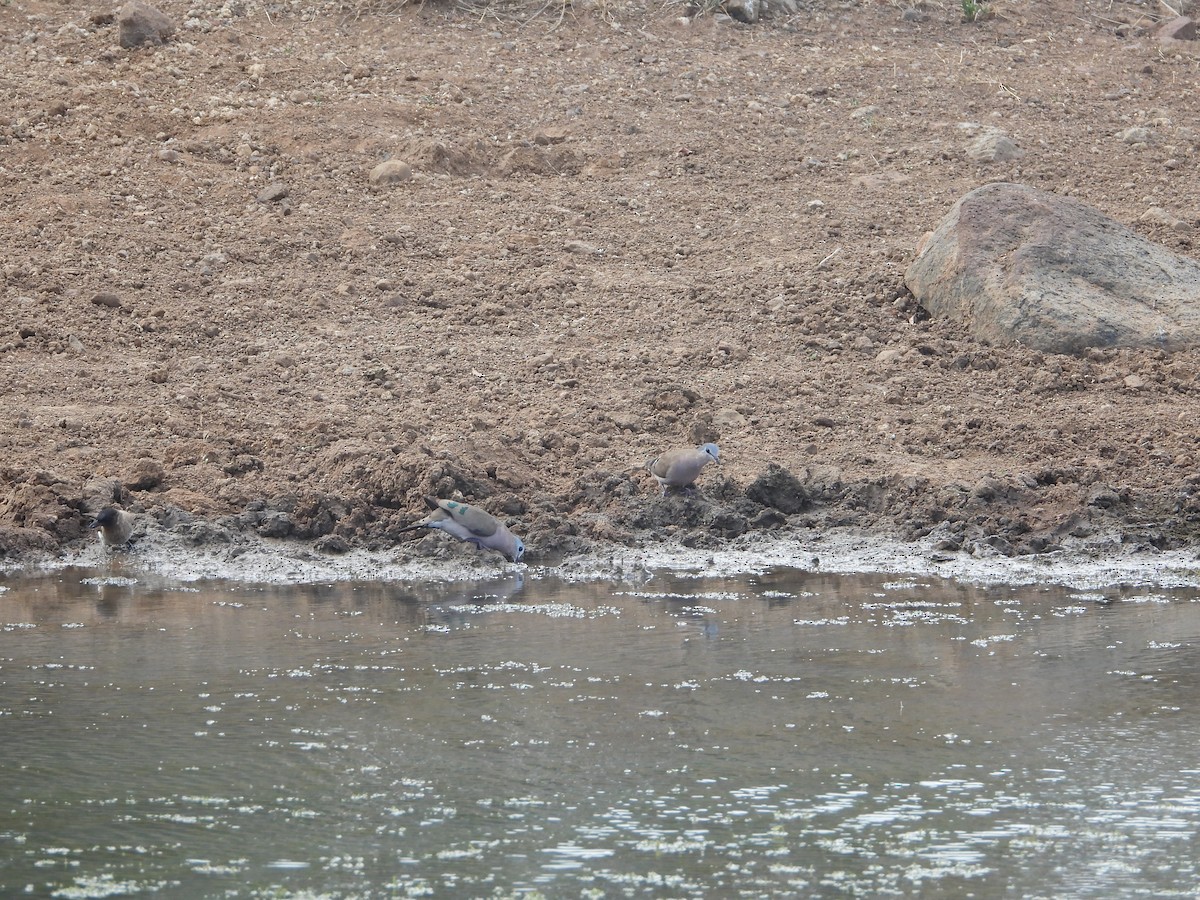 Emerald-spotted Wood-Dove - ML628010643