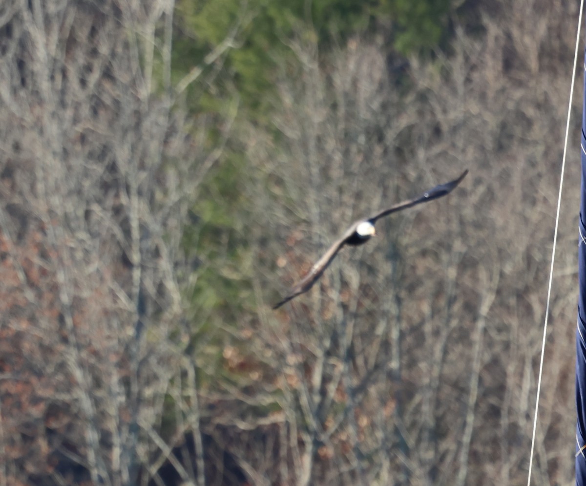 Bald Eagle - ML628010651