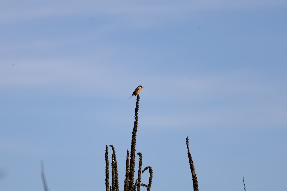 European Stonechat - ML628010788