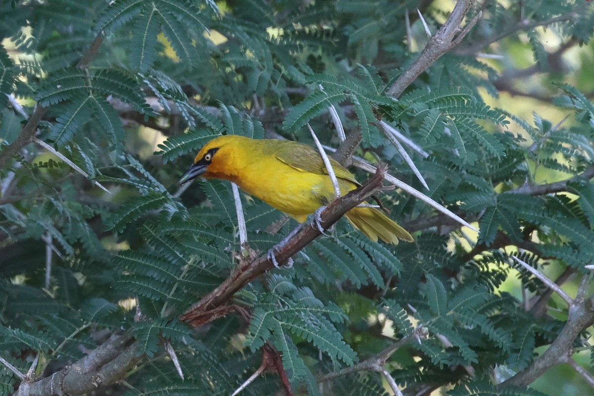 Cape Weaver - ML628010803