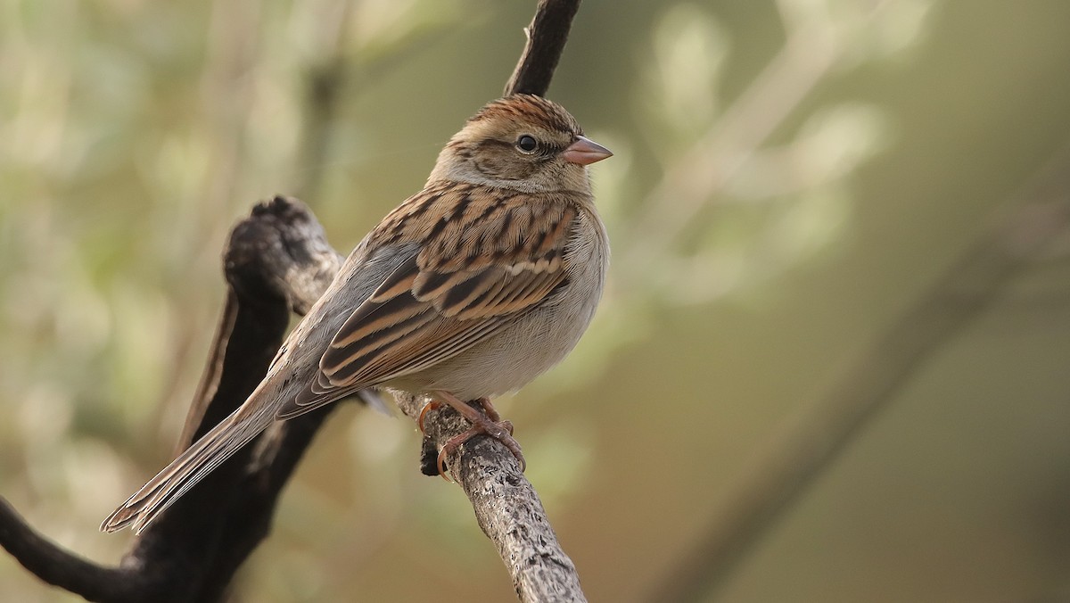 Chipping Sparrow - ML628010814