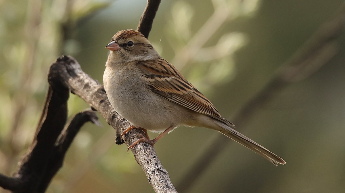 Chipping Sparrow - ML628010815