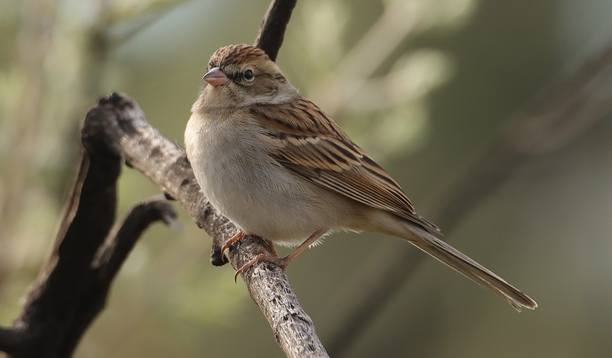 Chipping Sparrow - ML628010816