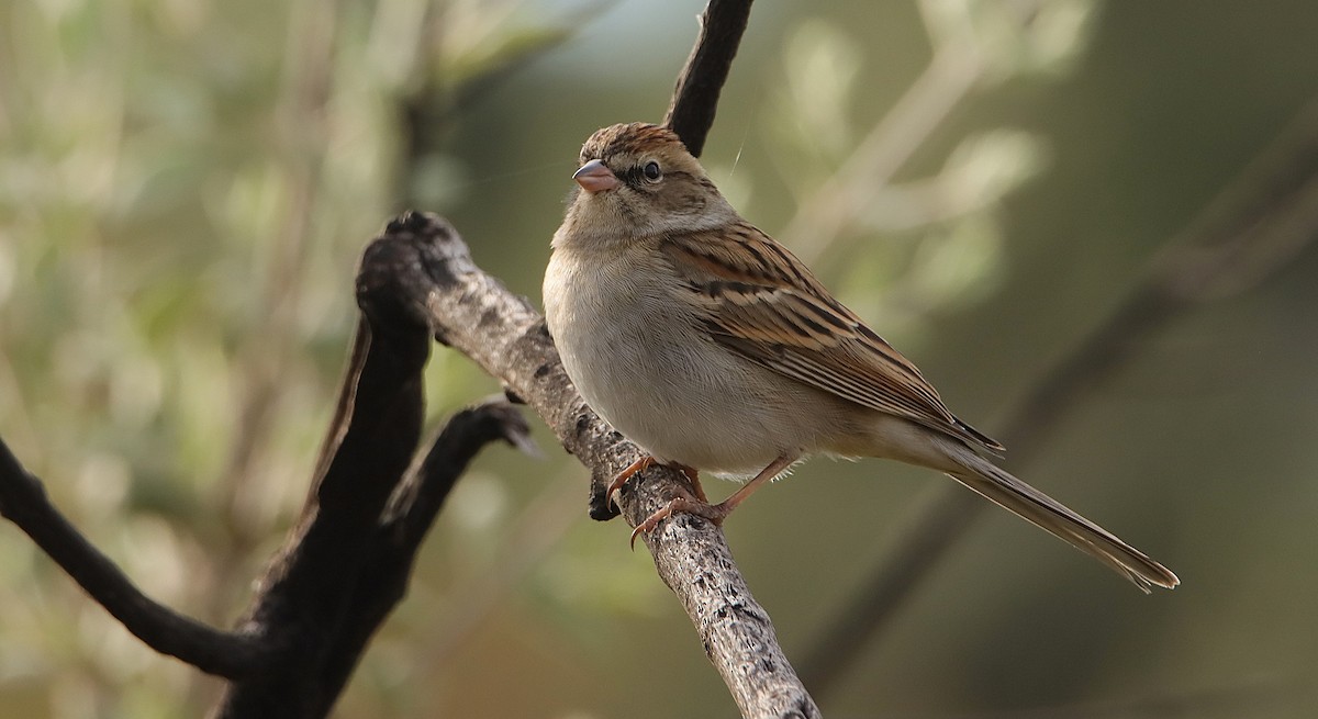 Chipping Sparrow - ML628010817