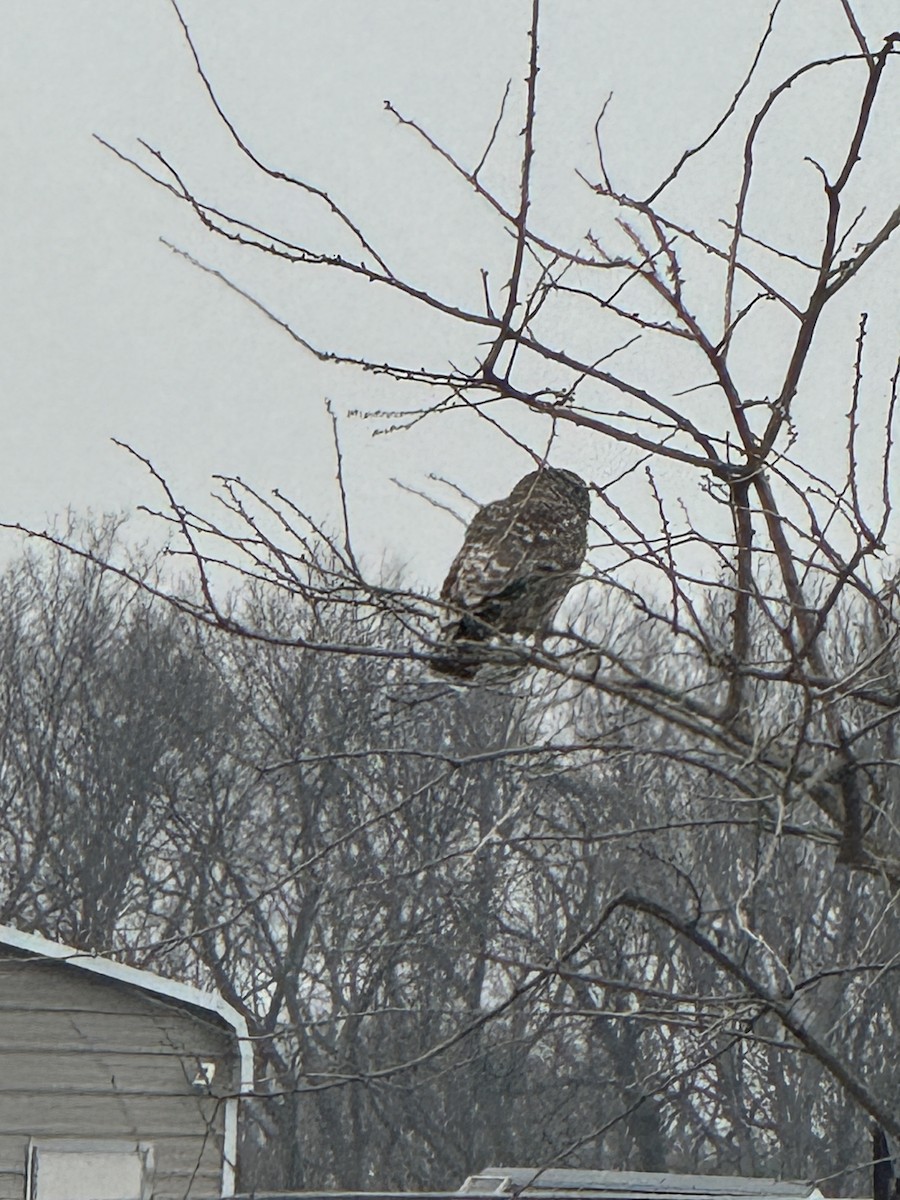 Barred Owl - ML628010819