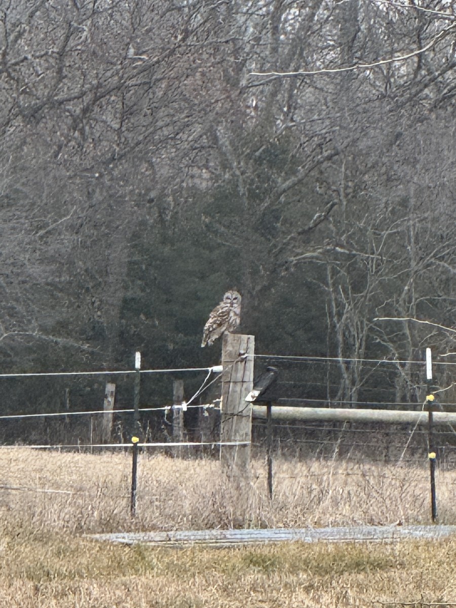 Barred Owl - ML628010820