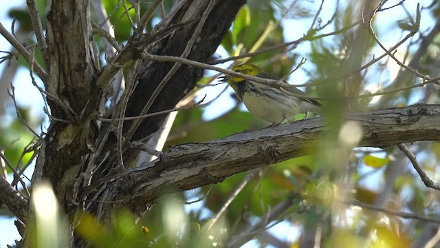 Black-throated Green Warbler - ML628010830