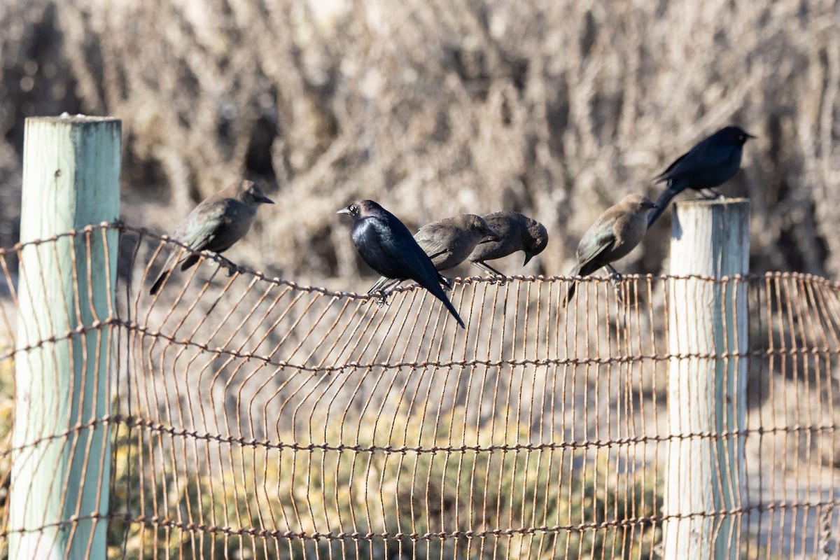 Brewer's Blackbird - ML628010854