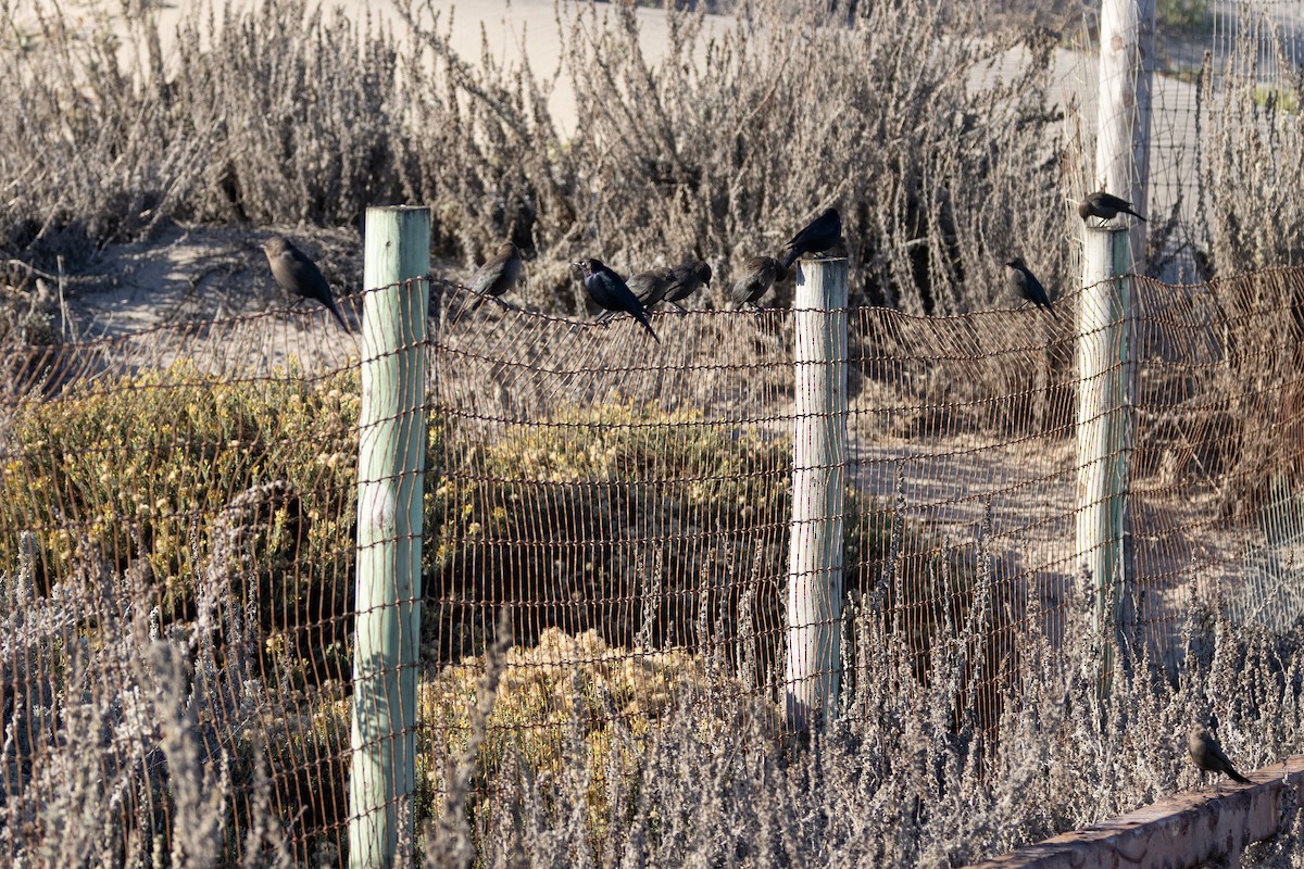 Brewer's Blackbird - ML628010855