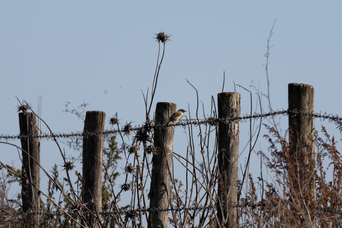 European Stonechat - ML628010956