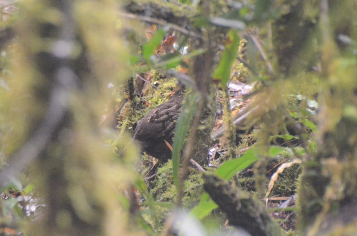 Spotted Wood-Quail - ML628011003