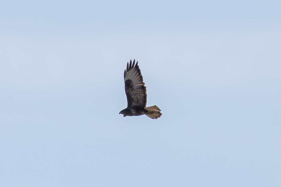 Common Buzzard - ML628011026