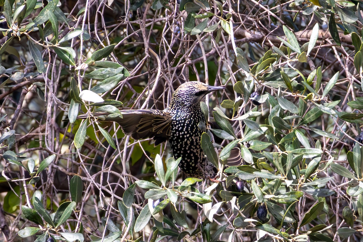 European Starling - ML628011201