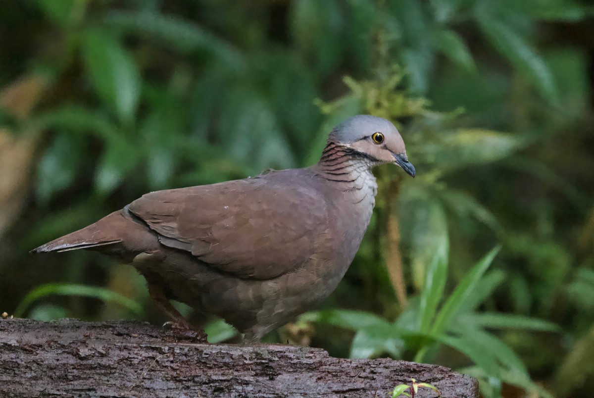 White-throated Quail-Dove - ML628011212