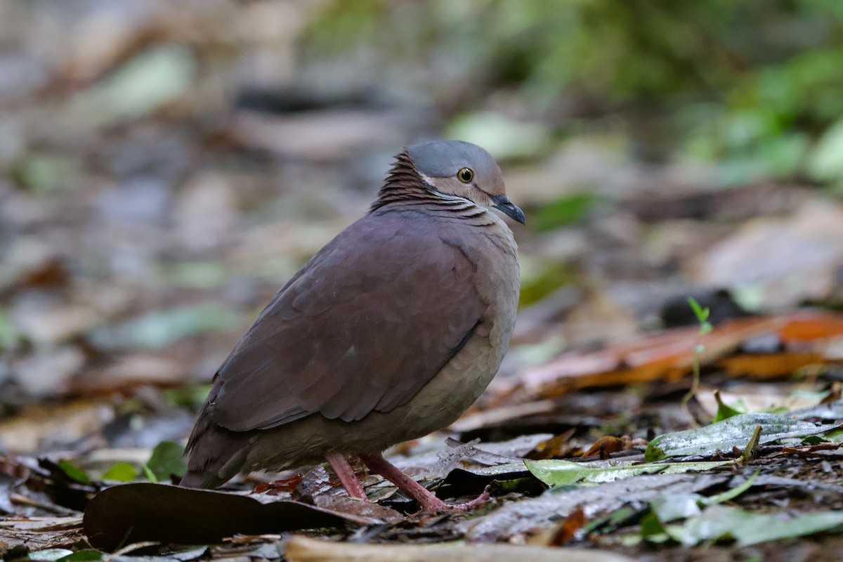 White-throated Quail-Dove - ML628011215