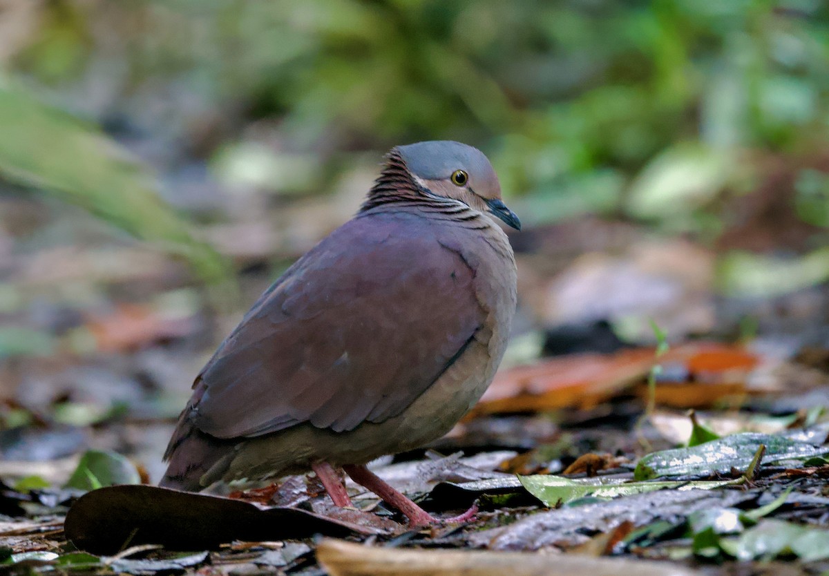 White-throated Quail-Dove - ML628011222