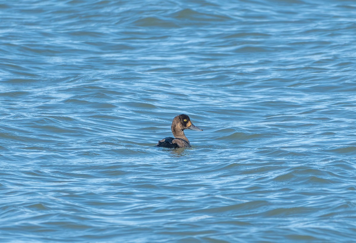 Тэнгисийн шумбуур - ML628011233