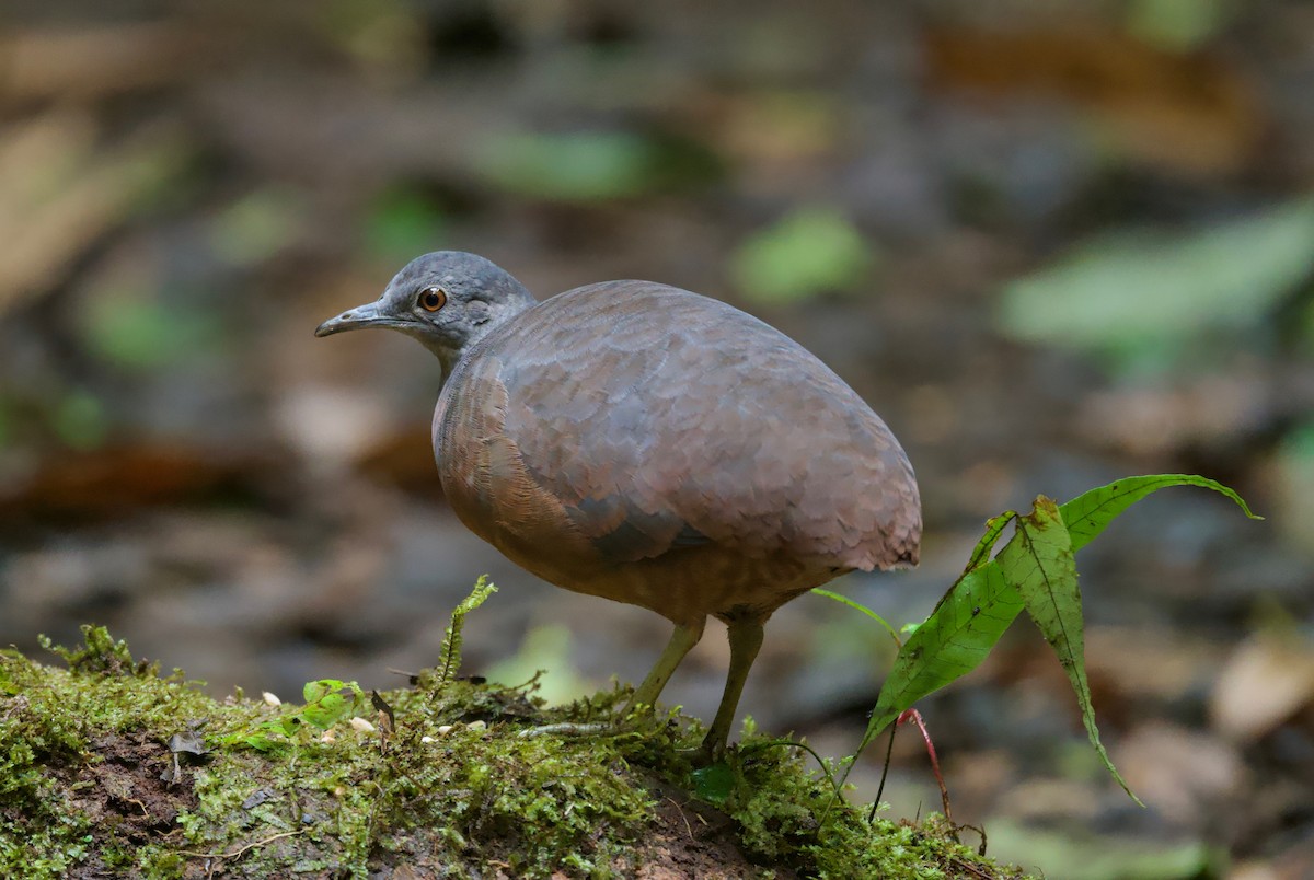 Little Tinamou - ML628011258