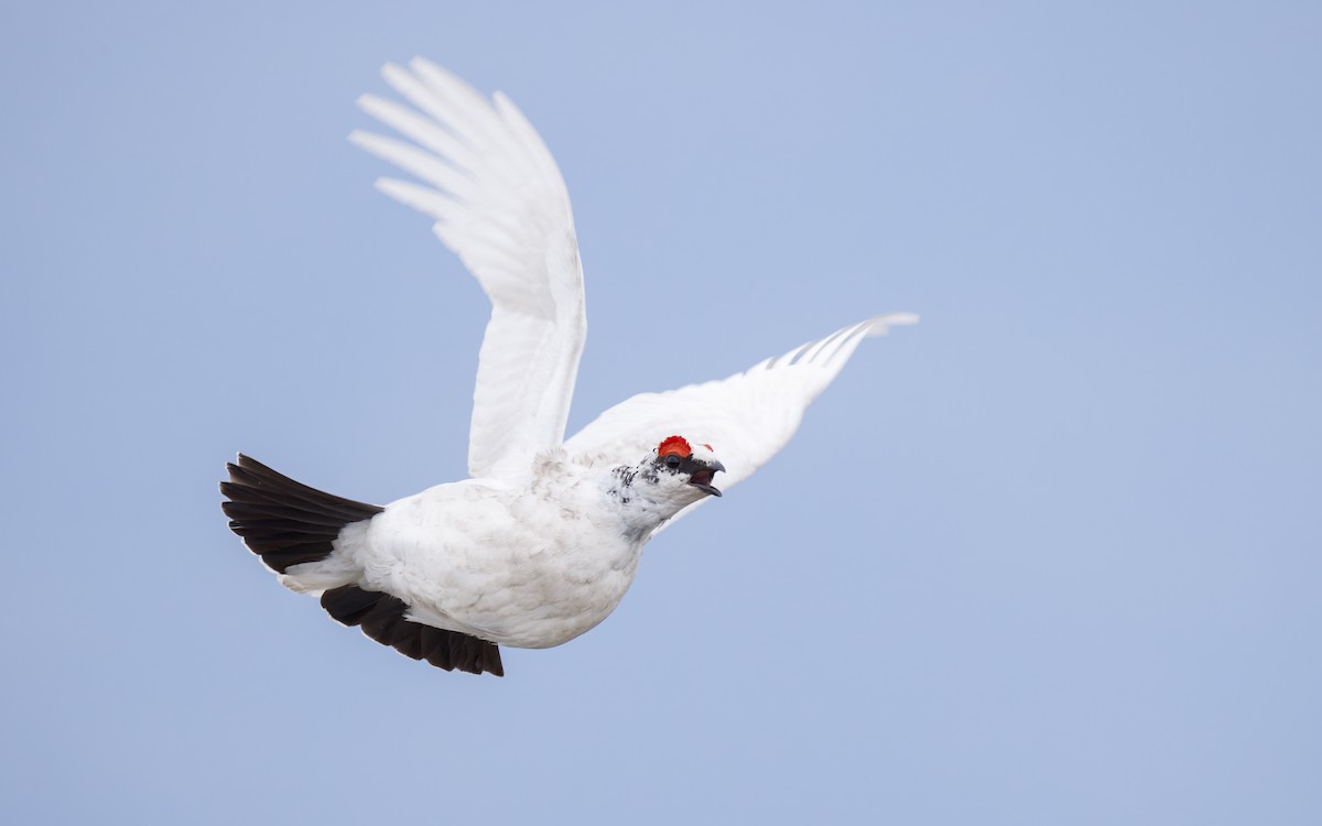 Rock Ptarmigan - ML628011260