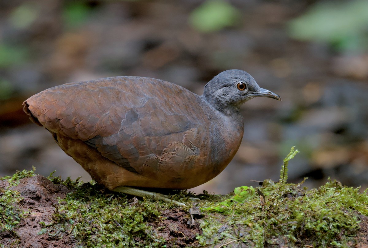 Little Tinamou - ML628011267