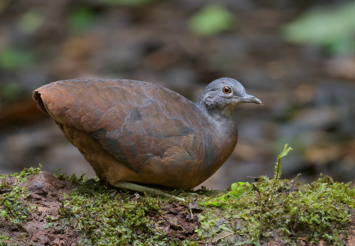 Little Tinamou - ML628011268