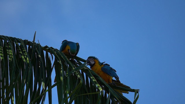 Blue-and-yellow Macaw - ML628011329