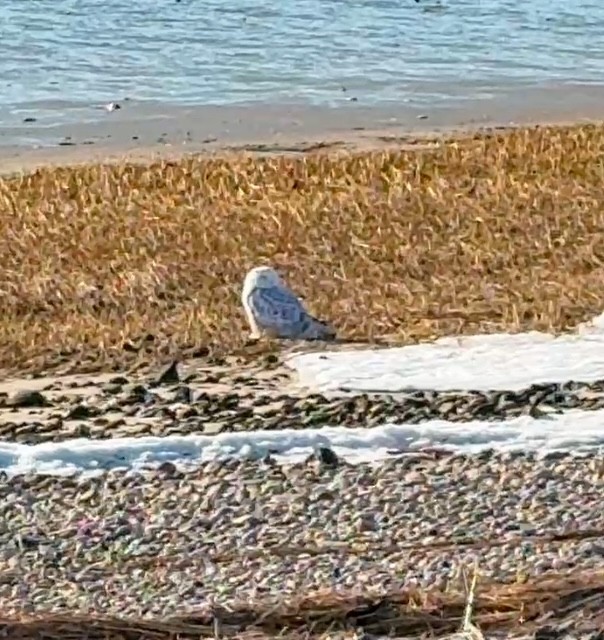 Snowy Owl - ML628011423