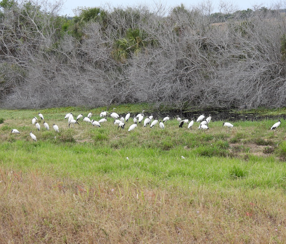 Wood Stork - ML628011467