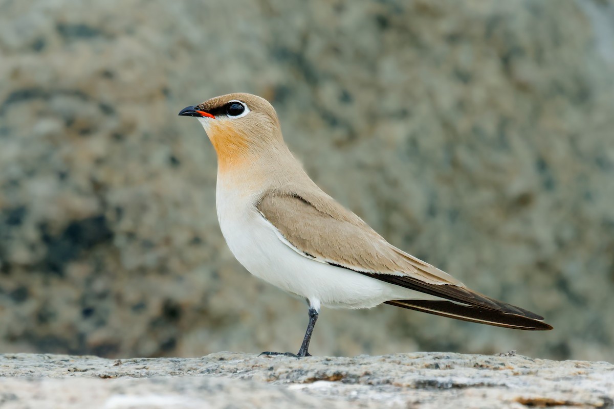 Small Pratincole - ML628011507