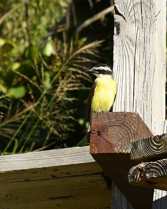 Great Kiskadee - ML628011546