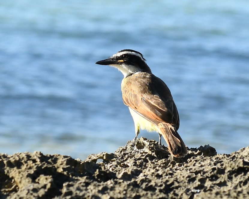 Great Kiskadee - ML628011547