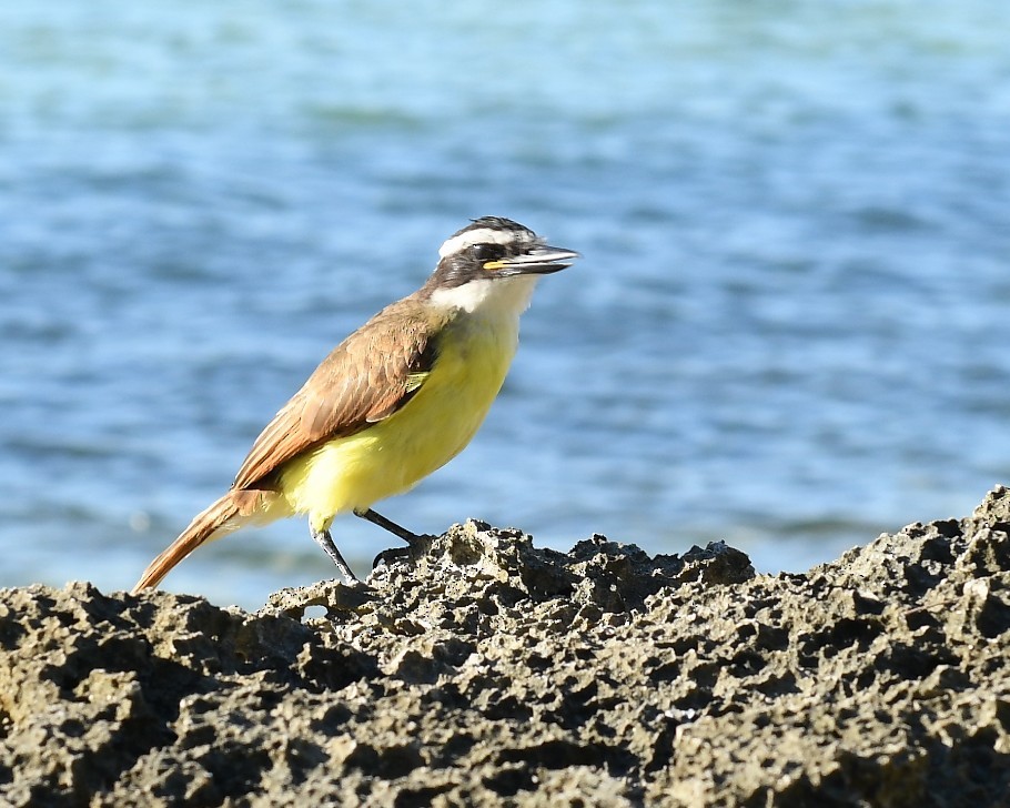 Great Kiskadee - ML628011558