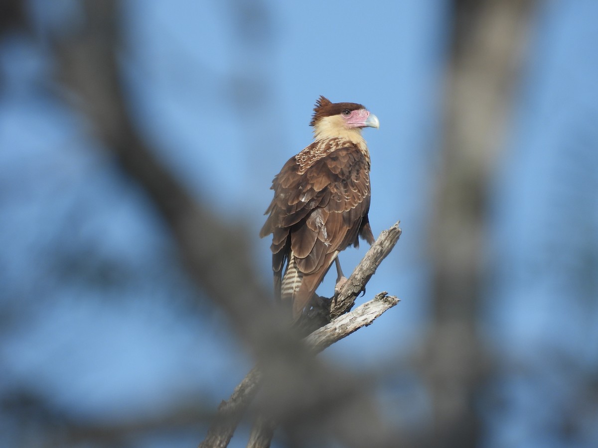 Crested Caracara (Northern) - ML628011575