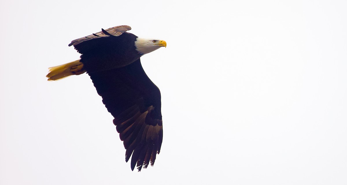 Weißkopf-Seeadler - ML628011582