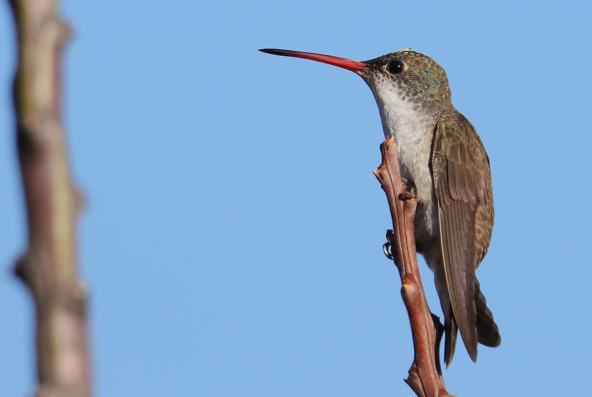 Violet-crowned Hummingbird - ML628011584