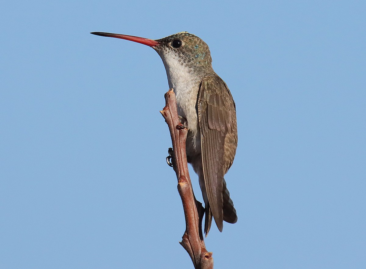 Violet-crowned Hummingbird - ML628011585