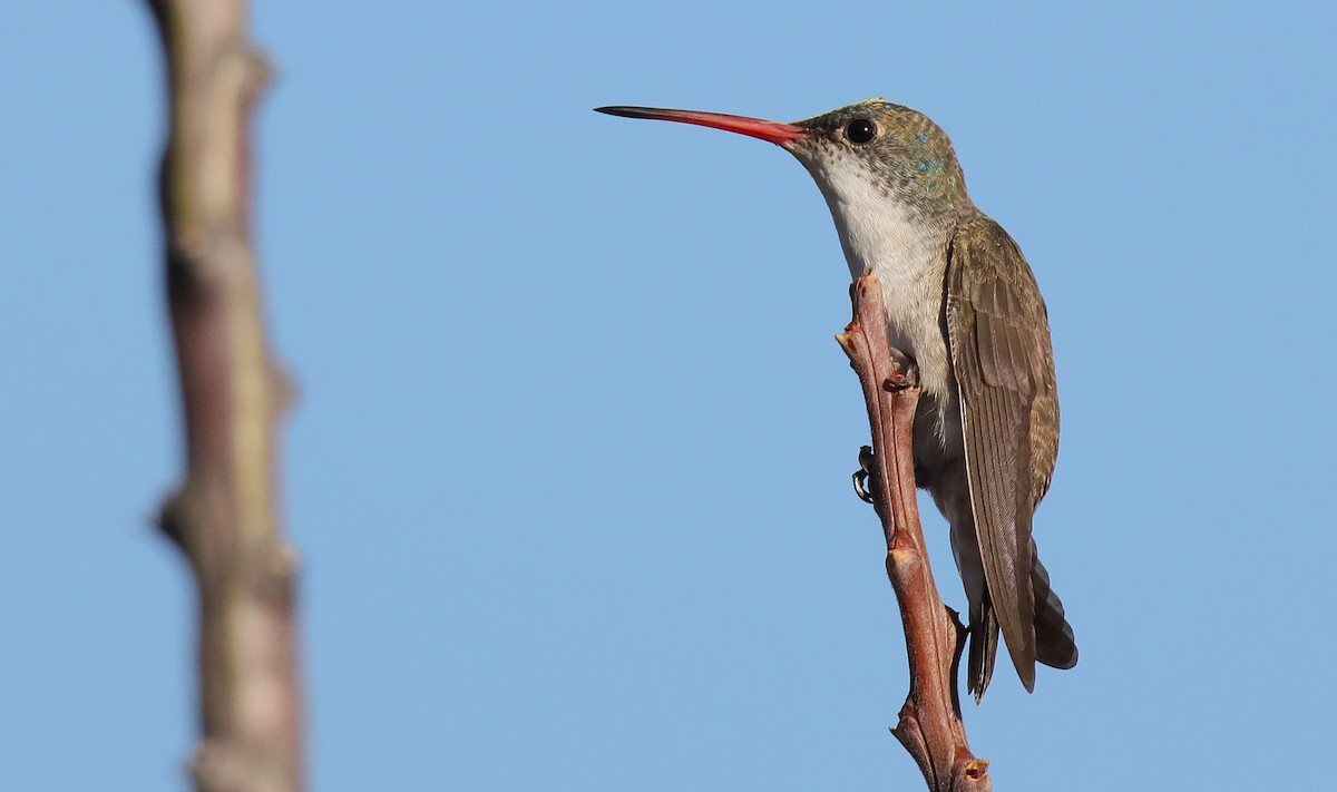 Violet-crowned Hummingbird - ML628011586