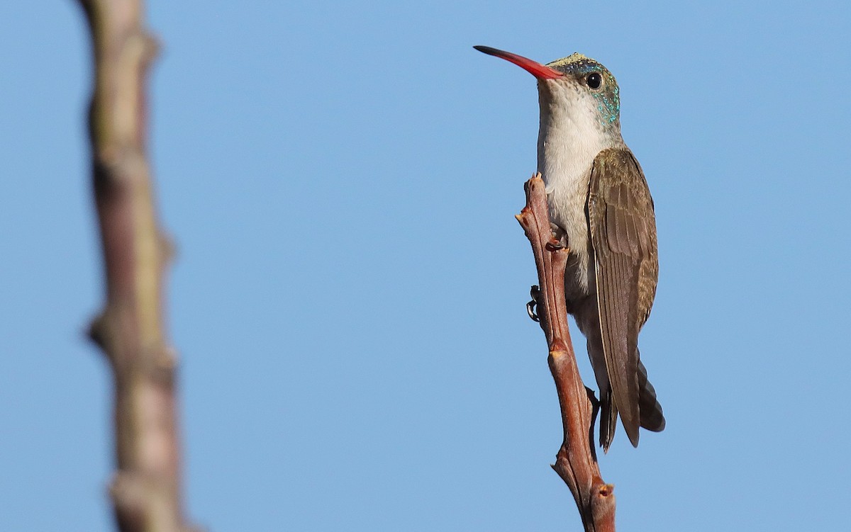 Violet-crowned Hummingbird - ML628011588