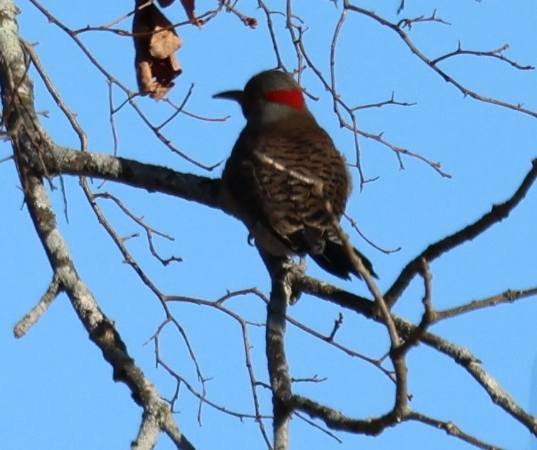 Northern Flicker - ML628011593