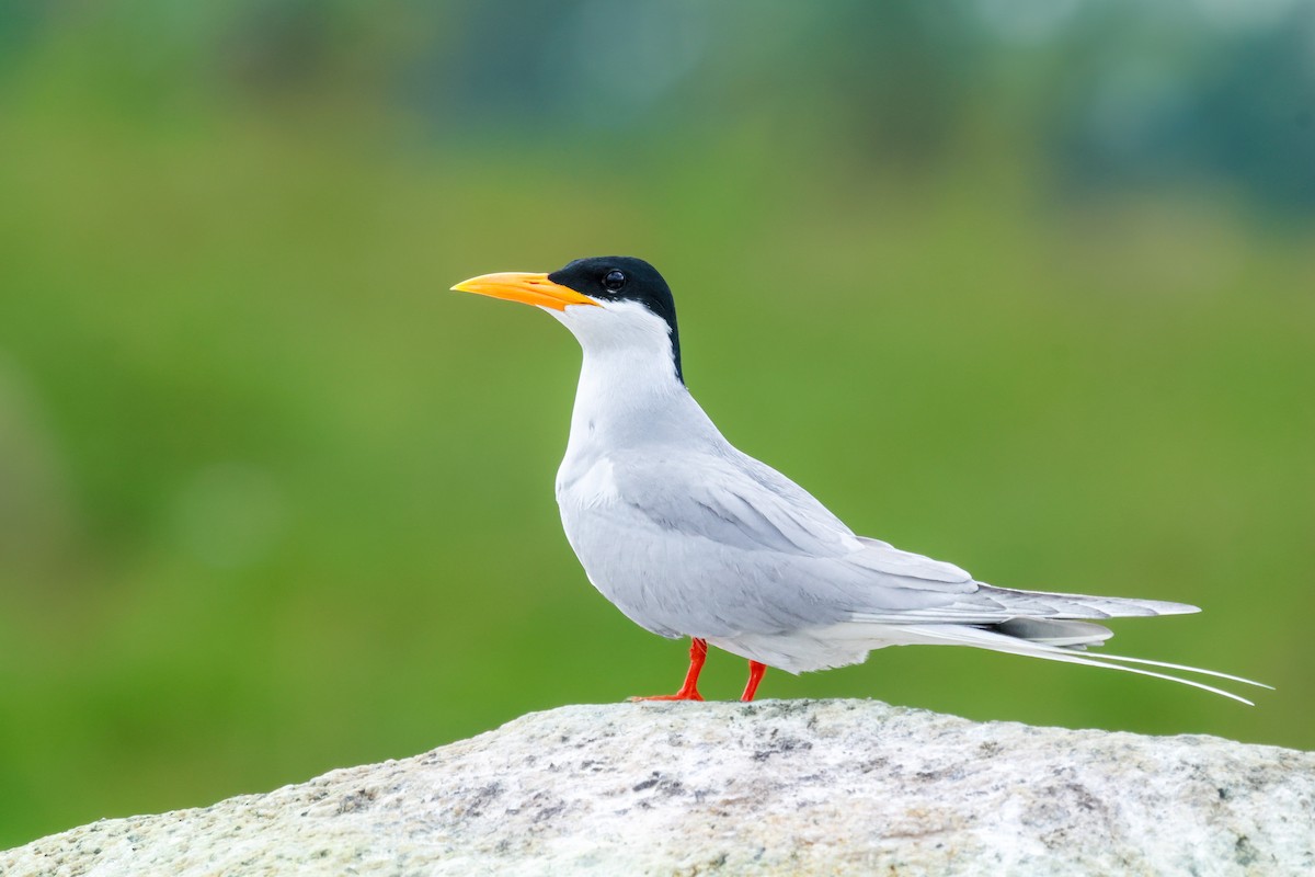 River Tern - ML628011598