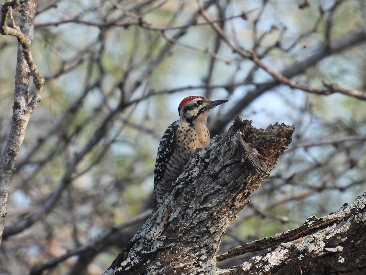 Ladder-backed Woodpecker - ML628011616