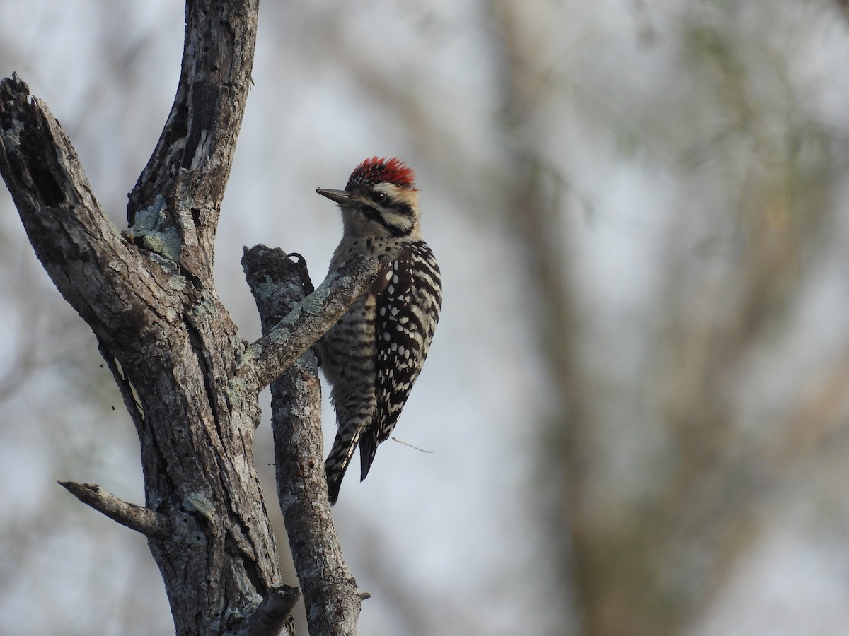 Ladder-backed Woodpecker - ML628011621